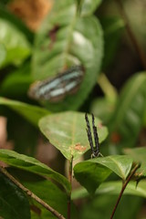 Blue sailor butterfly, a colorful insect species occurring in forests of Eastern Africa.