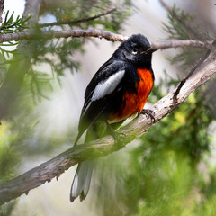 A Painted Redstart perched in a juniper tree - 259948273