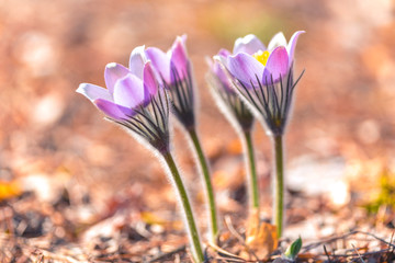 pasque flower field