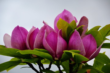 Detail of blooming magnolia