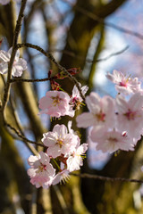 Fototapeta premium Pink sloe in early spring in Germany