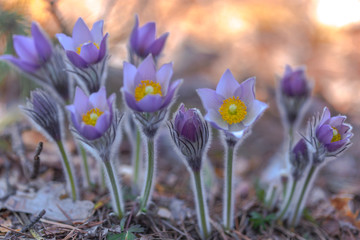 pasque flower field