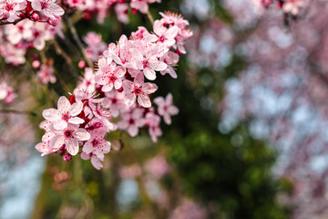 Pink sloe in early spring in Germany