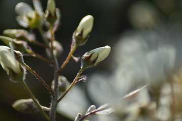 Blühende Felsenbirne (Amelanchier)
