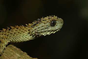 Rough-scaled bush viper, also known as spiny or hairy bush viper in its natural environment. A...