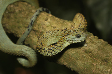 Rough-scaled bush viper, also known as spiny or hairy bush viper in its natural environment. A venomous viper species endemic to Central Africa. It is known for its extremely keeled dorsal scales.