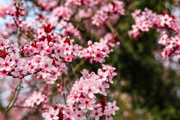 Fototapeta premium Pink sloe in early spring in Germany