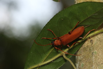 Large brown longhorn beetle, also called longicorn, in the middle of the tropical rain forest in...