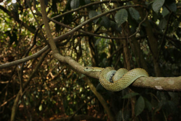 Rough-scaled bush viper, also known as spiny or hairy bush viper in its natural environment. A...