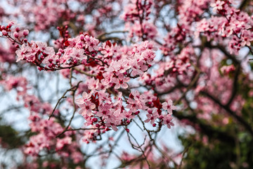 Pink sloe in early spring in Germany