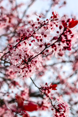 Pink sloe in early spring in Germany