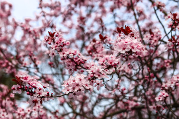 Pink sloe in early spring in Germany