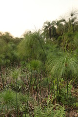 Papyrus plant growing in wet areas in Africa. A traditional source for paper.