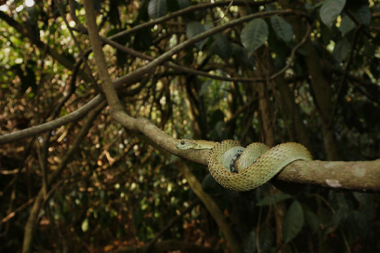 Rough-scaled bush viper, also known as spiny or hairy bush viper in its natural environment. A venomous viper species endemic to Central Africa. It is known for its extremely keeled dorsal scales.
