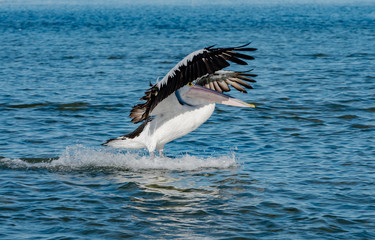 white pelican in flight
