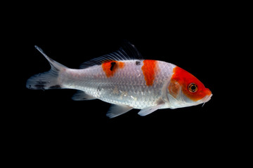 Koi fish black background
