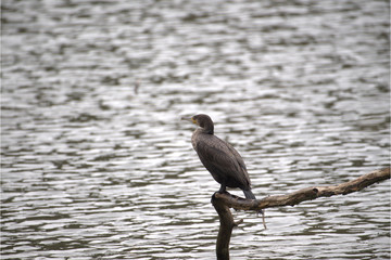 Kormoran am Wasser