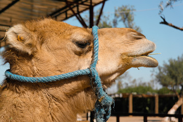 Camel eats in Marrakech