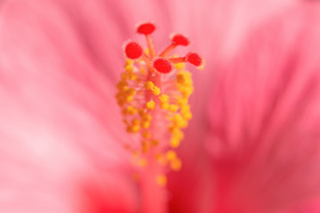 Pink Hibiskus tropical exotic flower blurred background © servickuz