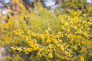 forsythia flowers on twig