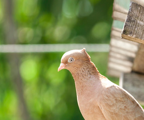 Pet pigeon