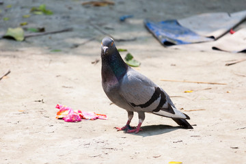 Obraz premium Pets pigeon on the ground