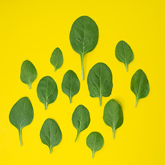 green spinach leaves on bright square yellow background