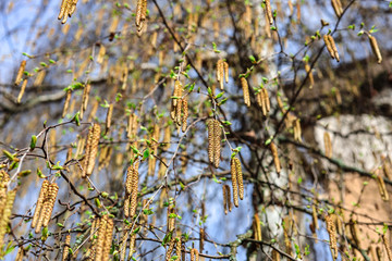 Birch pollen at the first sign of spring during a colorful sunset. Close up with sunrays and shallow depth of field with bokeh