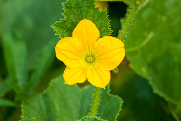 Yellow Spring Flower