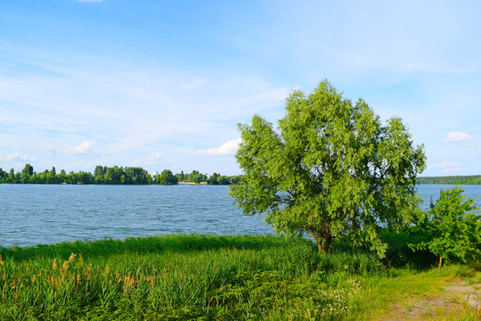 View of the tree and green grass near the lake in nature. Summer landscape.