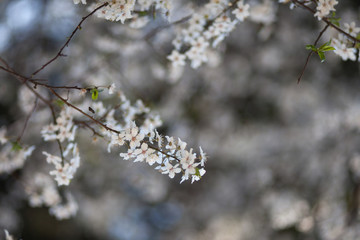 Natural spring flower, many blooming beauty flowers