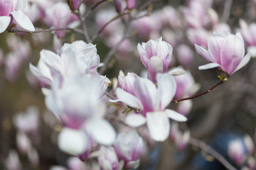 Fototapeta premium Natural spring flower, many blooming beauty flowers
