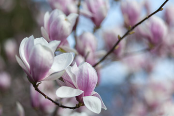 Obraz premium Natural spring flower, many blooming beauty flowers