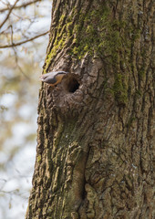 Obraz premium Woodpecker on tree.Bird in the tree