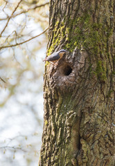 Woodpecker on tree.Bird in the tree