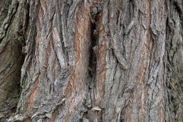 The textured surface of the multi-year bark of deciduous tree in the forest
