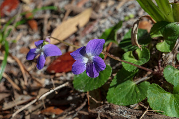 You know it is Springtime when the delicate Blue Violets can be found amongst the leaf litter on the woodland floor