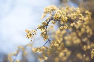 Natural spring flower, many blooming beauty flowers