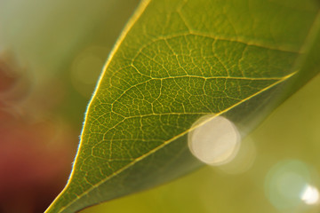 Makroausschnitt Blatt