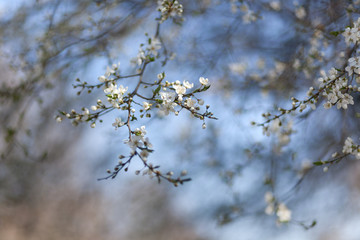 Natural spring flower, many blooming beauty flowers