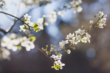 Natural spring flower, many blooming beauty flowers