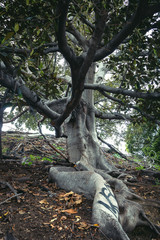 Obraz premium Tall Tree Standing 