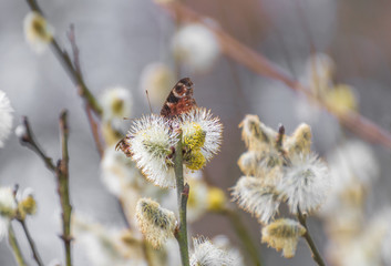 Beautiful butterfly on flower
