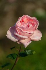 Rosa