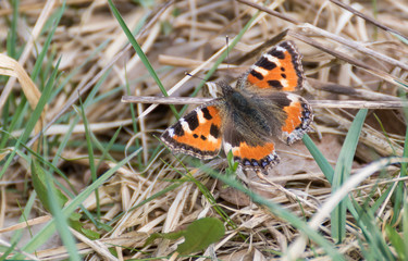 Obraz premium butterfly on the grass