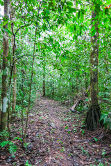 Amazon forest in the Madidi National Park, Bolivia