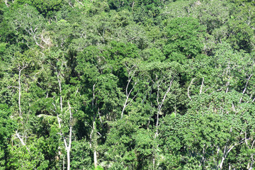 Fototapeta na wymiar Panoramic of Amazon forest, Bolivia