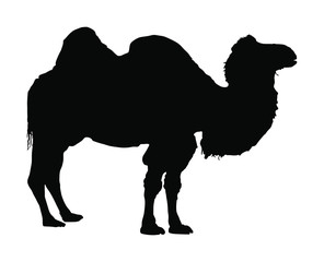 Standing bactrian camel vector (Camelus bactrianus). Isolated on white black silhouette