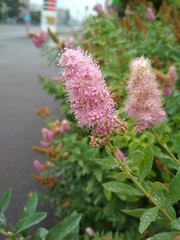 Pink flowers