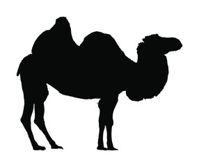 Standing bactrian camel vector (Camelus bactrianus). Isolated on white black silhouette